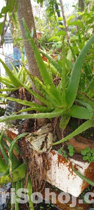 এলোভেরা